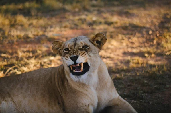 Uma Leoa Dando Rosto Engraçado Para Câmera Fundo Savana Parque — Fotografia de Stock