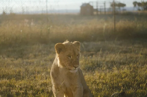 在南非约翰内斯堡的一个动物保护中心 一只狮子宝宝正看着镜头 它的背景是热带草原 — 图库照片