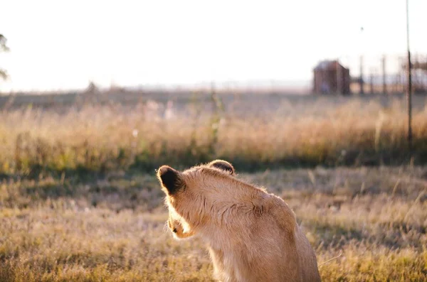 Ein Löwenjunges Mit Savannenhintergrund Einem Naturschutzzentrum Johannesburg Südafrika Blickt Von — Stockfoto