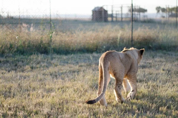 Filhote Leão Caminhando Para Longe Câmera Com Fundo Savana Centro — Fotografia de Stock