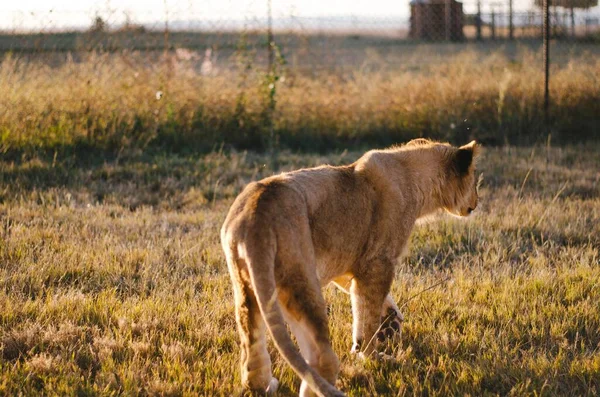 在南非约翰内斯堡的一个动物保护中心 一只狮子宝宝带着稀树草原背景的狮子从相机前走开了 — 图库照片