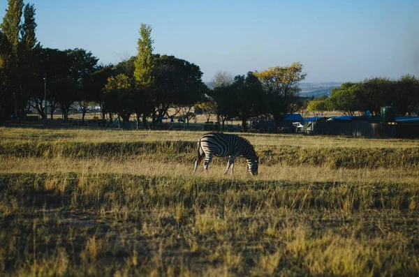 Eine Seitenansicht Eines Einzelnen Zebras Aus Der Ferne Das Eine — Stockfoto