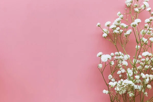 Gypsophila white baby\'s breath flower on pastel pink background with copy space. Sweet and beautiful wallpaper for Valentine or wedding backdrop design. Gypsophila flower is mean forever love.