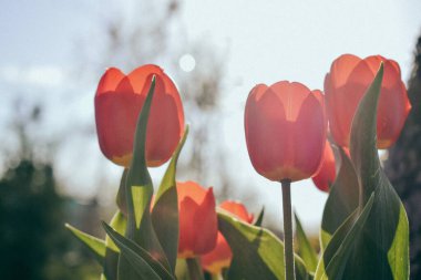 Çiçekler kırmızı laleler