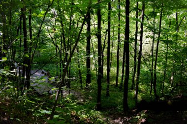 Ormanda yeşil ağaçlar 