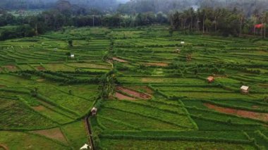 Pirinç Terası Bali Endonezya