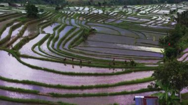 Jatiluwih Rice Terrace Bali Endonezya