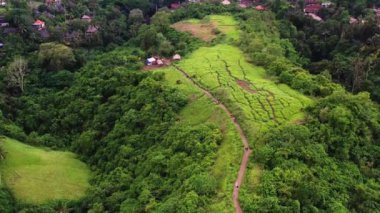 Rice Terrace Endonezya 2020