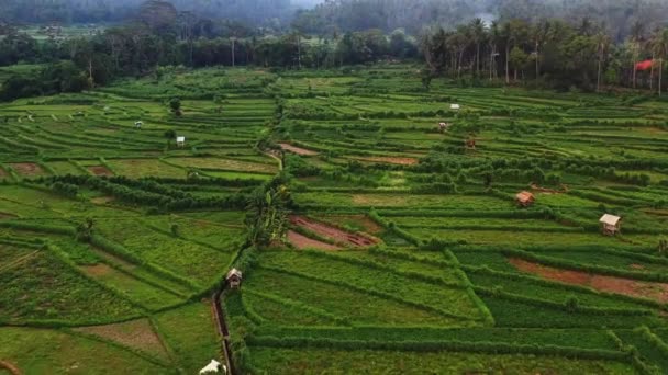 Terrasse de riz Bali Indonésie 