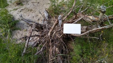 Ağacın kökleri üzerinde boş beyaz bir sayfa. Doğa, metin için yer, masaj.