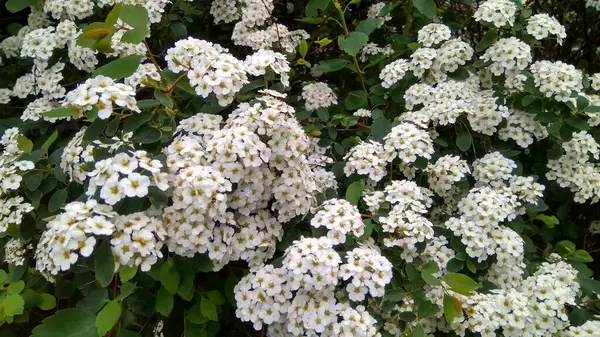 Sfondo Fiore Bianco Texture Esterna Cespuglio Fiorito Fiore Fresco — Foto Stock