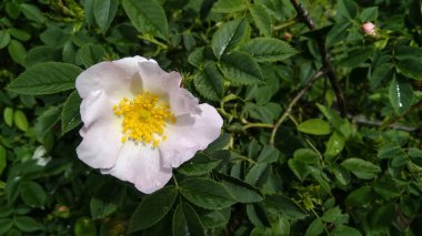  Yağmurdan sonra açık pembe gül. Doğa, bahar, çiçekler, yapraklar, yağmur damlaları, çiçek açan çalılar..