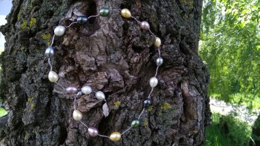 Bir ağacın kabuğunda gümüş bir zincir üzerinde doğal büyük incilerden oluşan armut mücevher kolyeleri. Doğa, ahşap, ağaç, renkli, kabuk, ahşap doku, bileşim, makro.