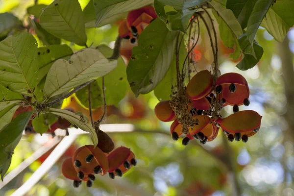 ピーナッツの木 または赤い果実のクルラジョンとして知られているステルシア四畳紀は クイーンズランド州沿岸の熱帯雨林 ブドウの茂みやギャラリーの森 北部準州と北東部ニューサウスウェールズ州で成長する小さな木です — ストック写真