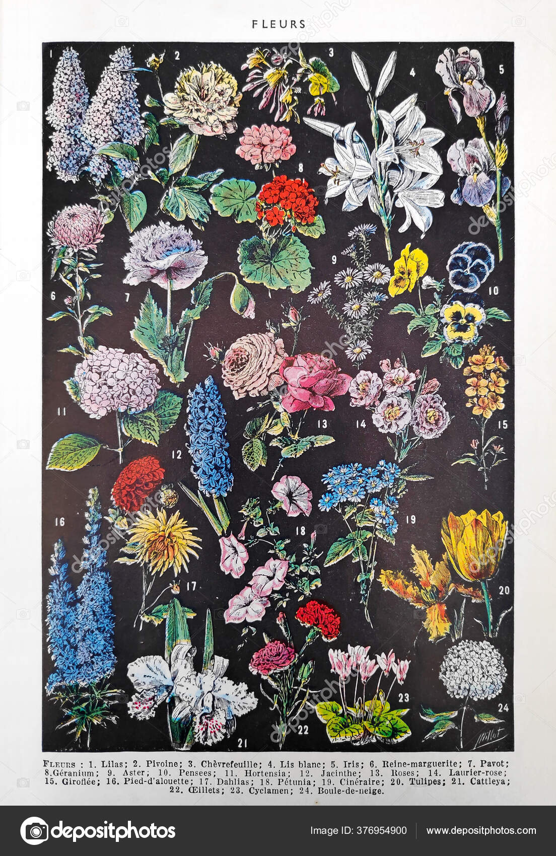 Old Illustration Flowers Adolphe Philippe Millot Printed French Dictionary Dictionnaire Stock Photo By C Breizhatao Old Illustration Flowers Adolphe Philippe Millot Printed French Dictionary Dictionnaire Stock Photo By C Breizhatao