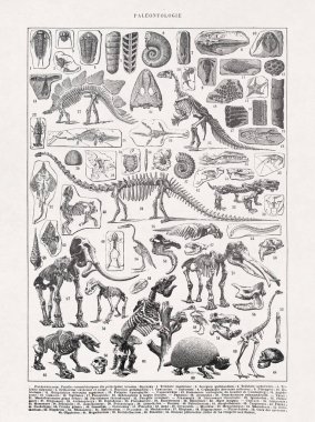 Paleontolojide İskeletler hakkındaki eski illüstrasyon 1889 'da editör Larousse tarafından Fransızca sözlük 