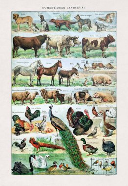 Desmoulin 'in evcil hayvanlarla ilgili eski bir illüstrasyon. 1889' da editör Larousse tarafından Fransızca sözlük 