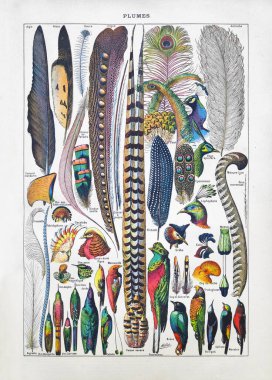 Adolphe Philippe Millot tarafından 1889 'da editör Larousse tarafından Fransızca sözlük 