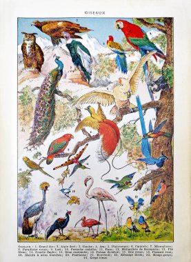 Adolphe Philippe Millot tarafından 1889 'da editör Larousse tarafından Fransızca sözlük 