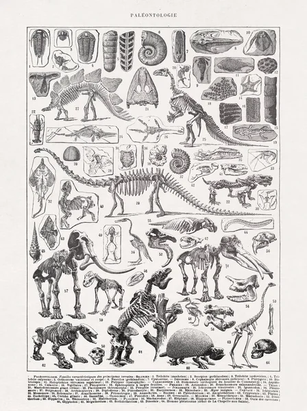 1889年编辑Larousse在法文词典 Dictionnaire Complete Illue 中印出的古生物学中骷髅的旧图解 — 图库照片