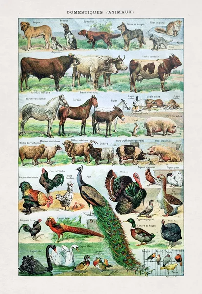1889年 编辑Larousse在法文词典 Dictionnaire Complete Illue 中刊登了Desmoulin关于家畜的旧插图 — 图库照片