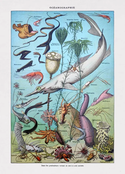 Ilustração Antiga Sobre Oceanografia Por Adolphe Philippe Millot Impressa Dicionário — Fotografia de Stock