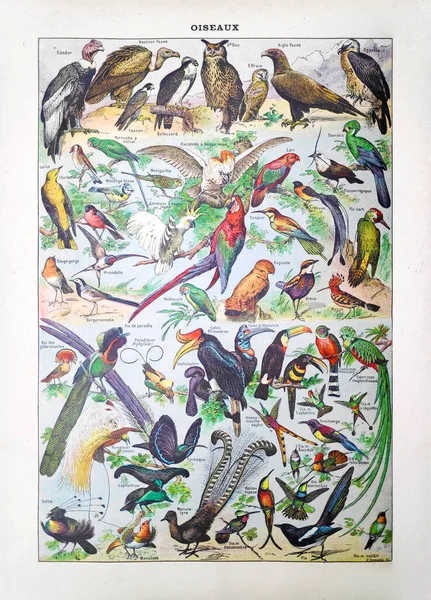 1889年 编辑Larousse在法文词典 Dictionnaire Complete Illue 中刊登了Adolphe Philippe Millot关于鸟类的旧插图 — 图库照片