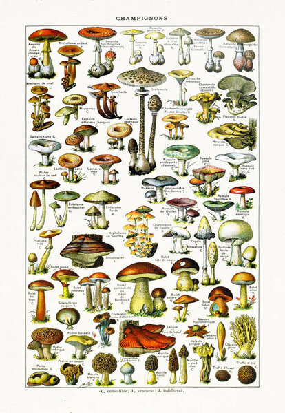 Old illustration about Mushrooms by Adolphe Philippe Millot printed in the french dictionary "Dictionnaire complet illustre" by the editor Larousse in 1889.