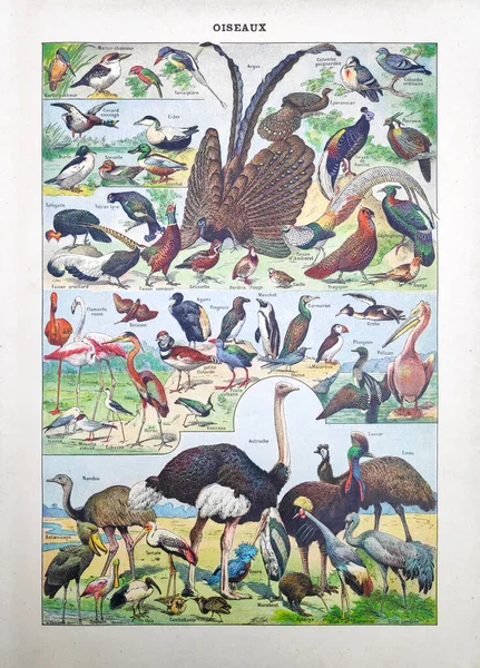 Antigua Ilustración Sobre Pájaros Adolphe Philippe Millot Impresa Diccionario Francés — Foto de Stock