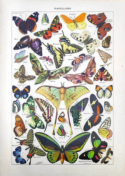 Antigua Ilustración Sobre Mariposas Adolphe Philippe Millot Impresa Diccionario Francés — Foto de Stock