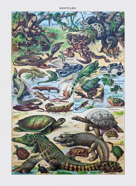 Antigua Ilustración Sobre Reptiles Adolphe Philippe Millot Impresa Diccionario Francés — Foto de Stock