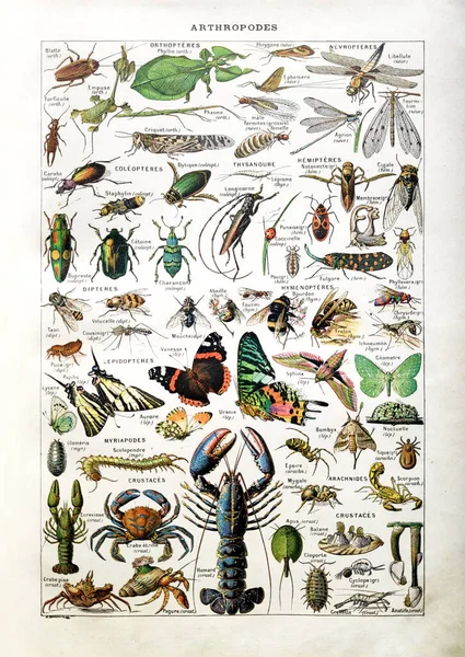 1889年编辑Larousse在法文词典 Dictionnaire Complete Illue 中发表的关于节肢动物的旧插图 — 图库照片