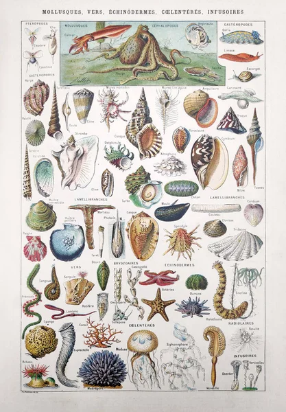 Millot Demoulin在1889年编辑Larousse的法文词典 Dictionnaire Complete Illue 中对海洋生物 软体动物 棘皮动物 腔肠动物和绒毛动物 的古老描述 — 图库照片