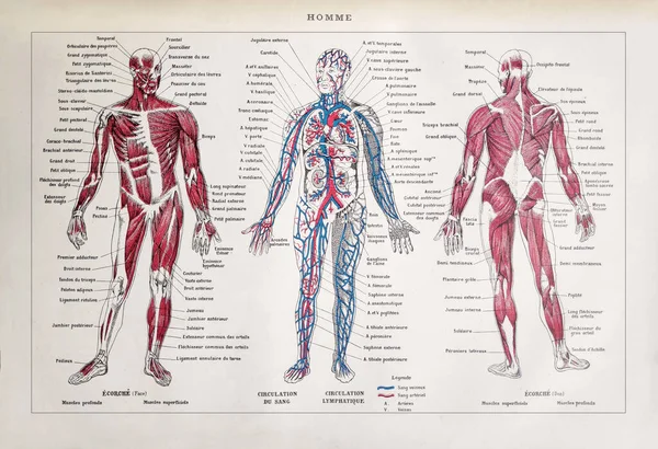 Antigua Ilustración Sobre Cuerpo Humano Impresa Diccionario Francés Dictionnaire Complet — Foto de Stock