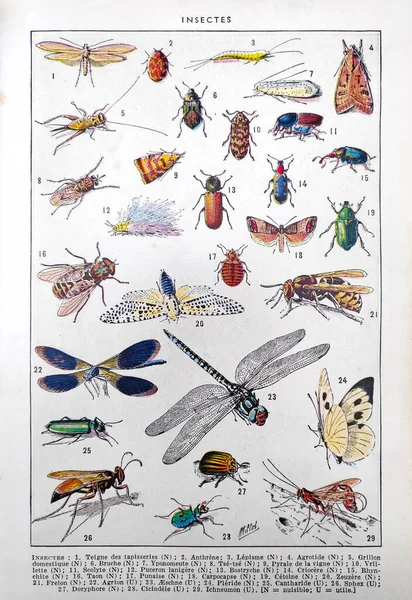 Antigua Ilustración Sobre Insectos Adolphe Philippe Millot Impresa Diccionario Francés — Foto de Stock