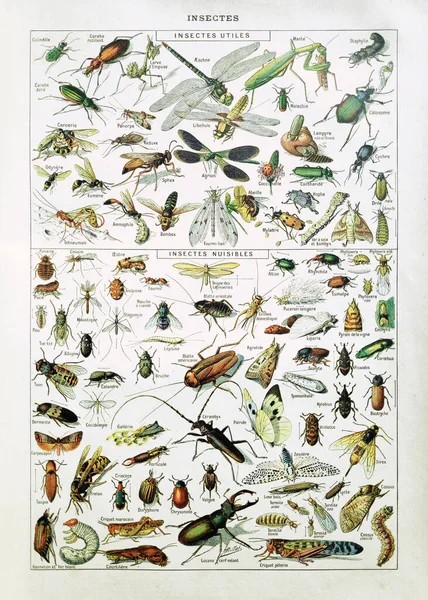 Antigua Ilustración Sobre Insectos Adolphe Philippe Millot Impresa Diccionario Francés — Foto de Stock