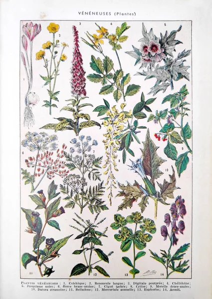 Antigua Ilustración Sobre Plantas Venenosas Adolphe Philippe Millot Impresa Diccionario — Foto de Stock