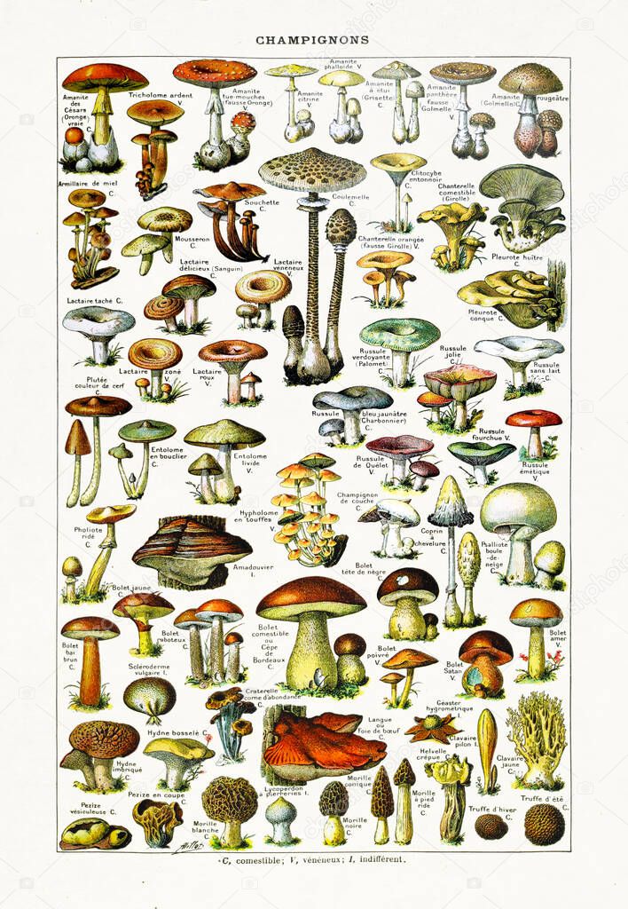 Old illustration about Mushrooms by Adolphe Philippe Millot printed in the french dictionary 