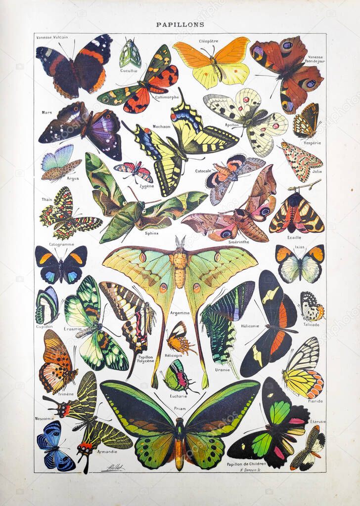 Old illustration about butterflies by Adolphe Philippe Millot printed in the french dictionary 
