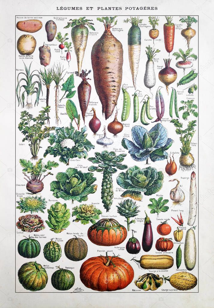 Old illustration about garden vegetables by Adolphe Philippe Millot printed in the french dictionary 