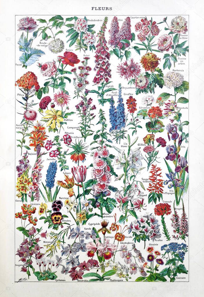 Old illustration about flowers by Adolphe Philippe Millot printed in the french dictionary 