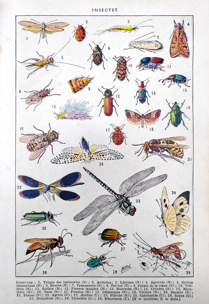 Old illustration about insects by Adolphe Philippe Millot printed in the french dictionary 