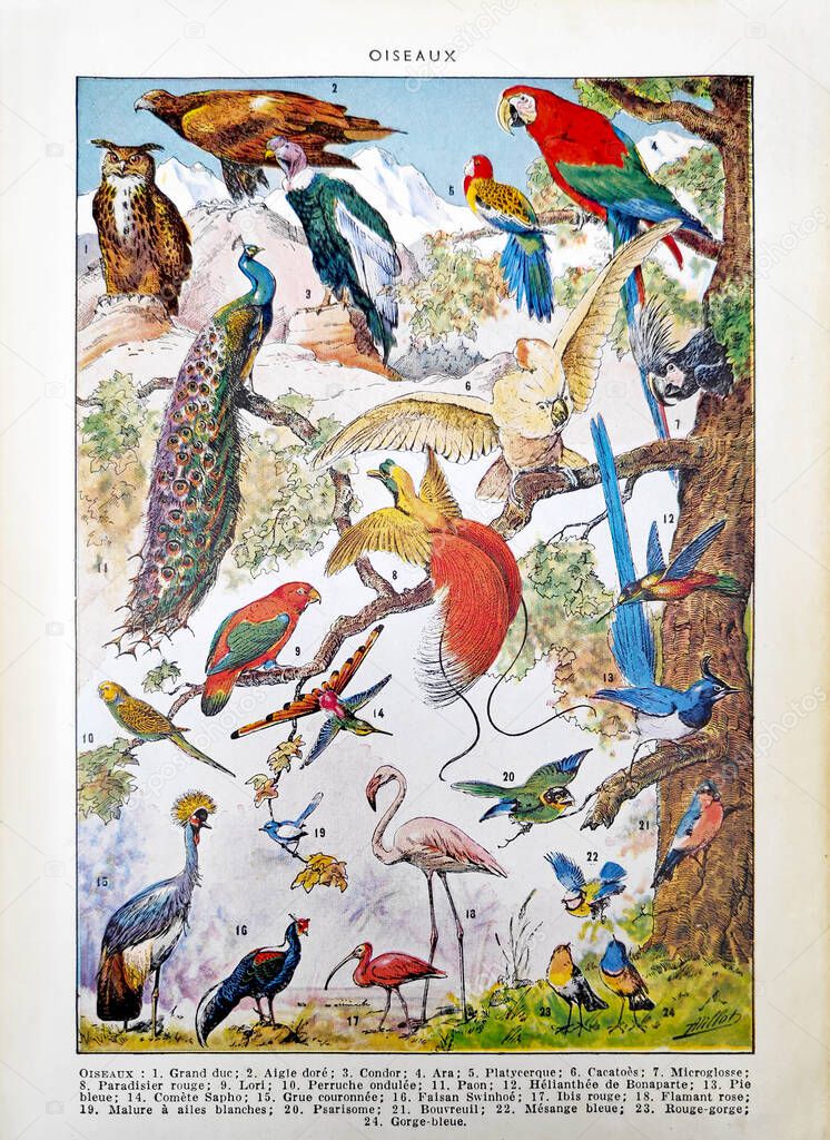 Old illustration about birds by Adolphe Philippe Millot printed in the french dictionary 