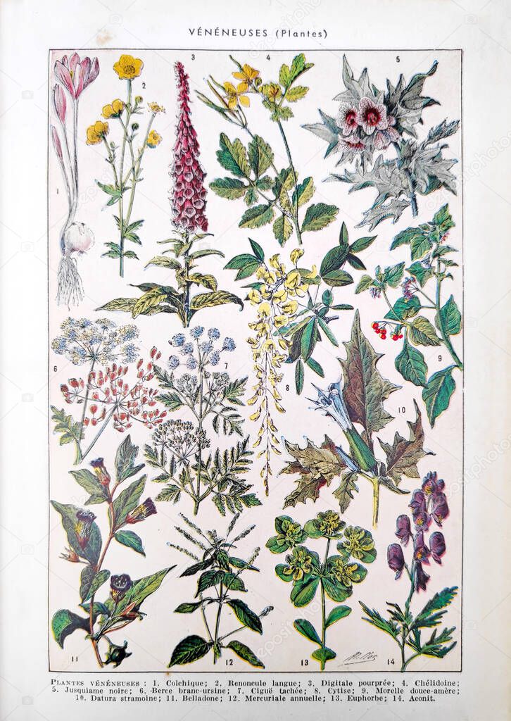 Old illustration about poisonous plants by Adolphe Philippe Millot printed in the french dictionary 