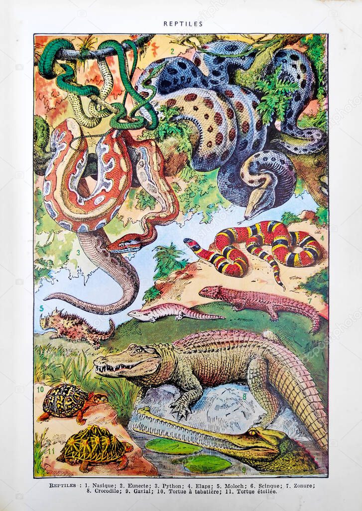 Old illustration about reptiles by Adolphe Philippe Millot printed in the french dictionary 