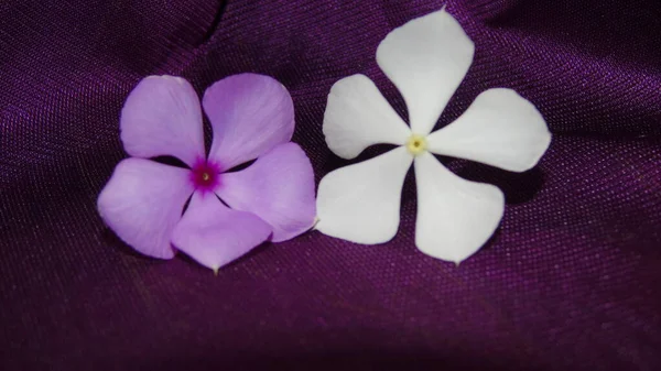 Beyaz ve mor çiçek,