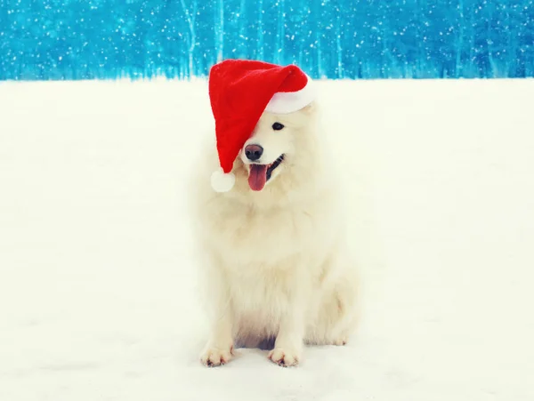 Boże Narodzenie szczęśliwy biały pies samojeda w czerwony kapelusz santa na śniegu w wi — Zdjęcie stockowe