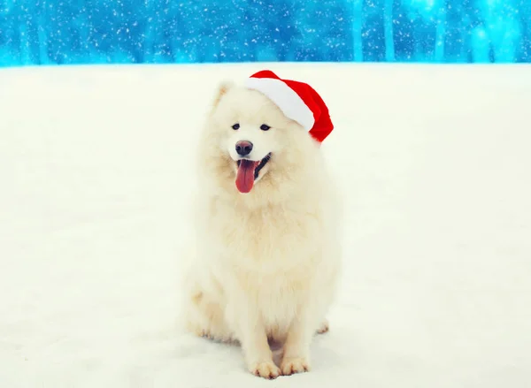 Boże Narodzenie szczęśliwy biały pies samojeda w czerwony kapelusz santa siedzi na sn — Zdjęcie stockowe