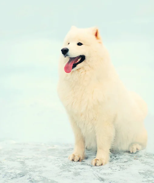 Καλό χειμώνα λευκό Samoyed σκύλος κάθεται στο χιόνι — Φωτογραφία Αρχείου