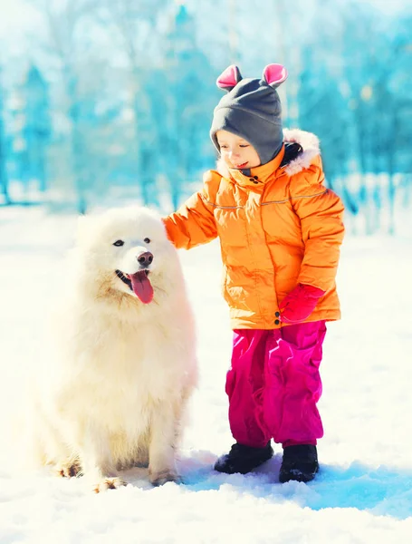 Παιδί και λευκό σκυλί Samoyed παίζοντας στο χιόνι του χειμώνα δίνει πόδι — Φωτογραφία Αρχείου